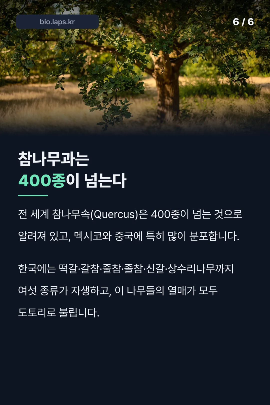 참나무과는 400종이 넘는다