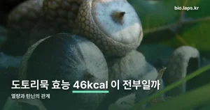 도토리묵 효능 — 100g당 46kcal, 저칼로리의 비밀