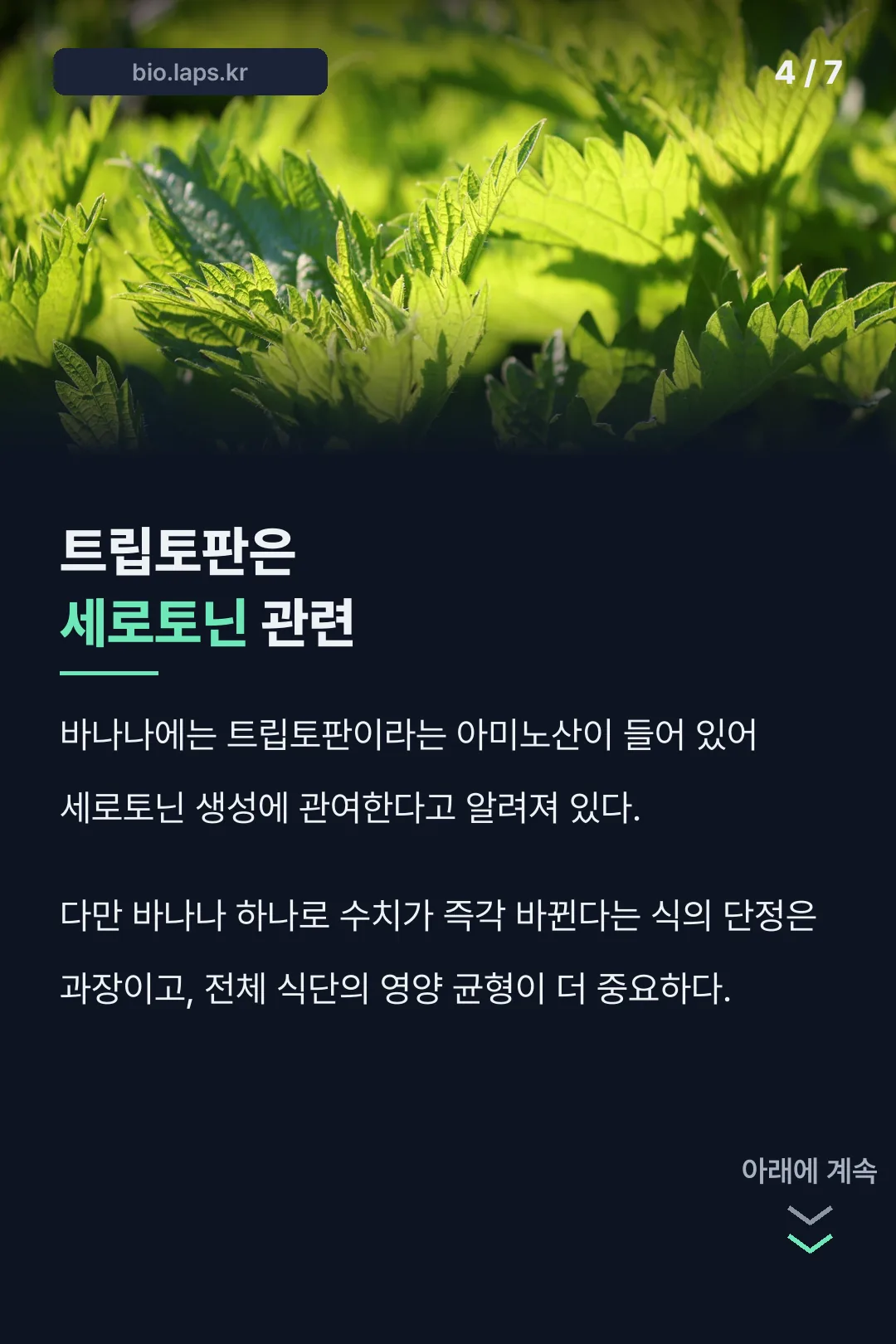 트립토판은 세로토닌 관련