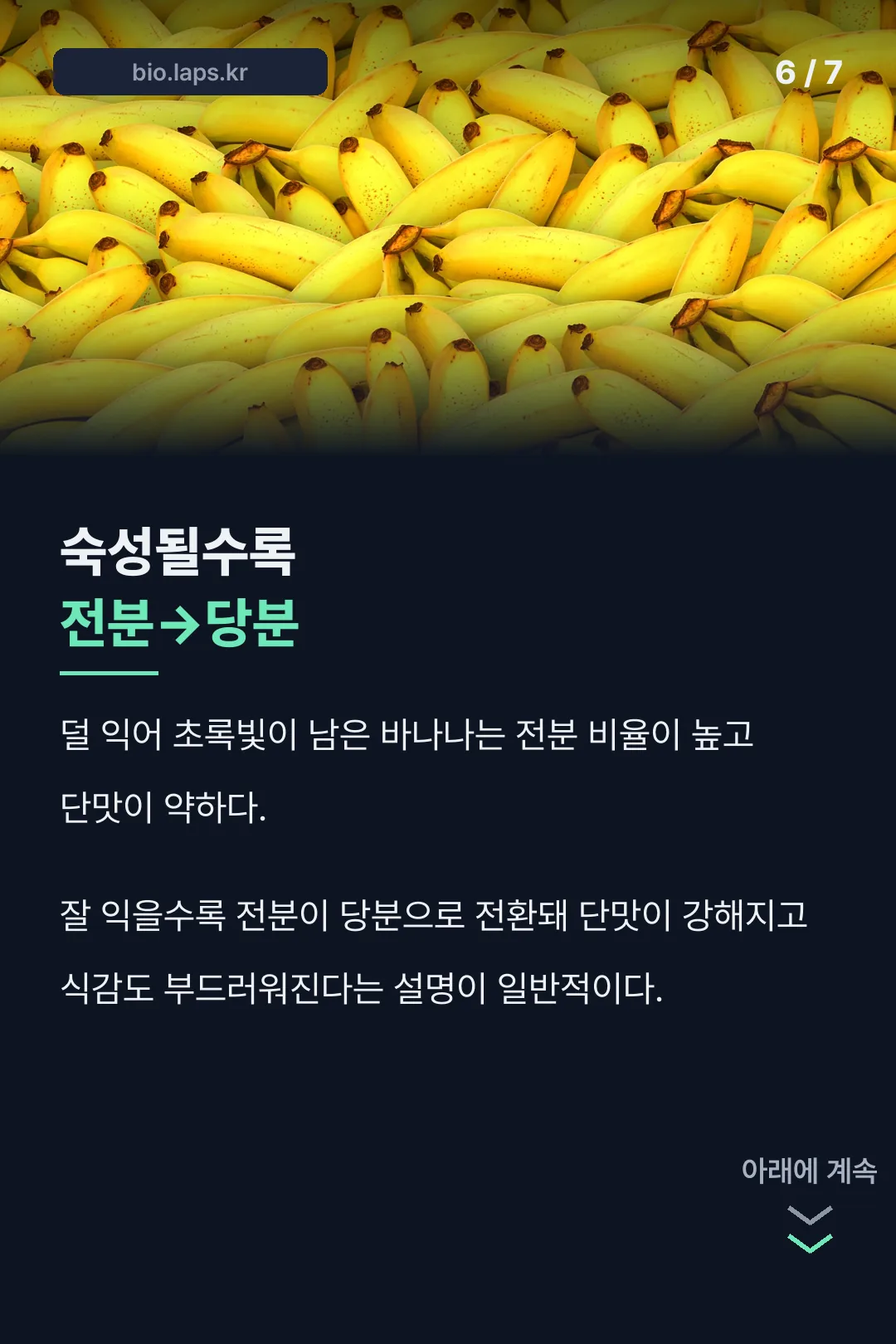 숙성될수록 전분→당분