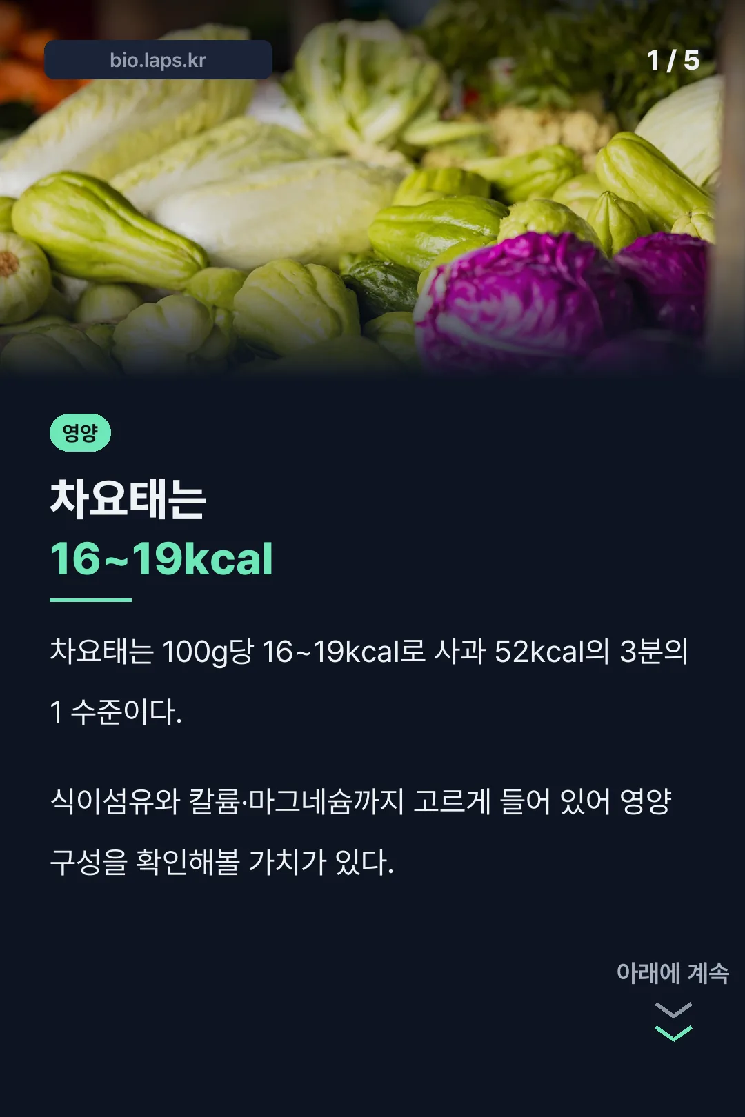 차요태 효능 저칼로리 요약