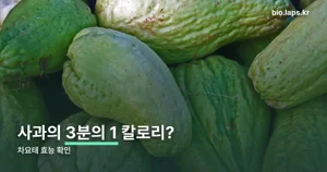 차요태 효능 — 사과 3분의 1 칼로리에 미네랄 5종이 들어 있습니다