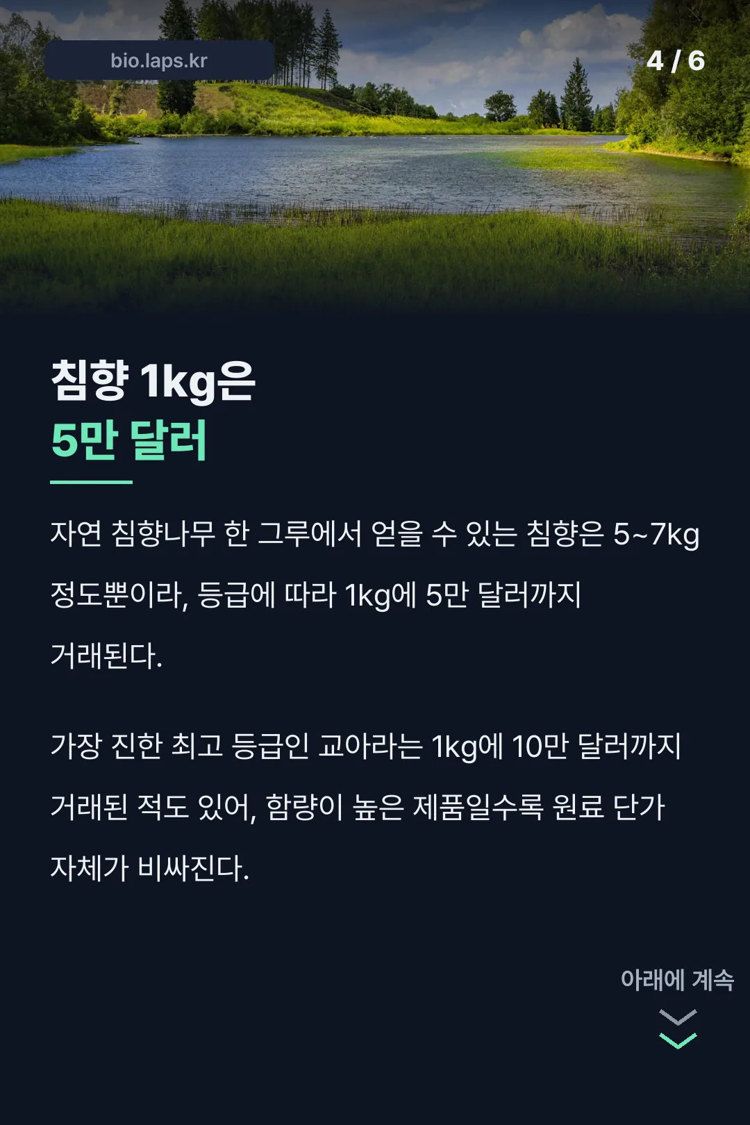 침향나무 1그루당 생산량과 가격