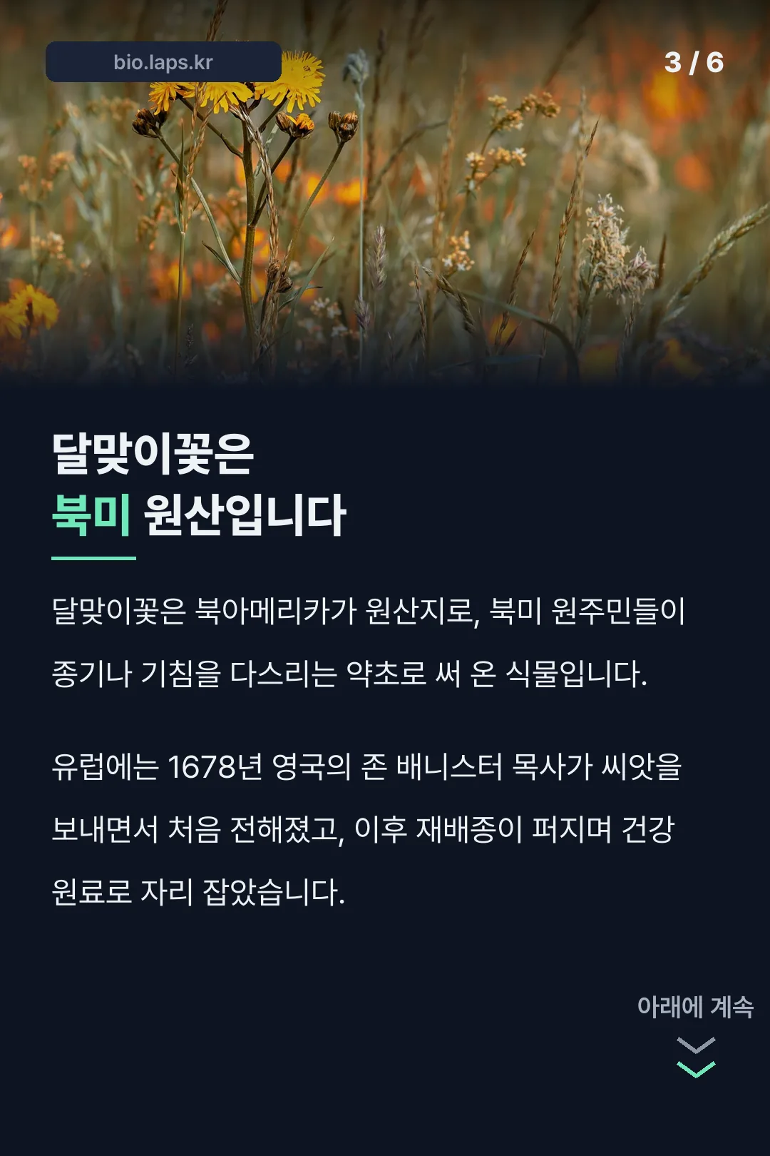 달맞이꽃은 북미 원산입니다