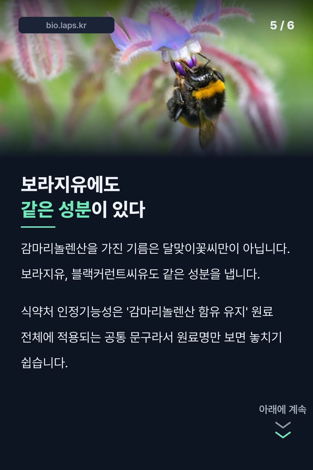 보라지유에도 같은 성분