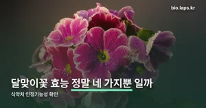 달맞이꽃 효능 — 식약처가 인정한 네 가지만 정리했습니다