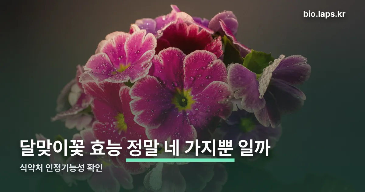 달맞이꽃 효능 정리 썸네일