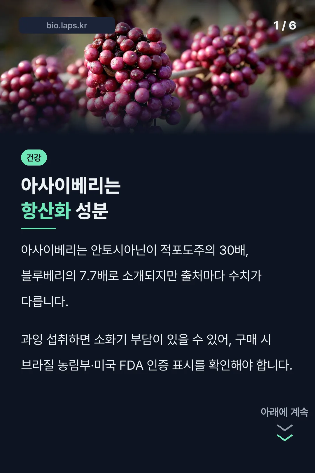 아사이베리는 항산화 성분