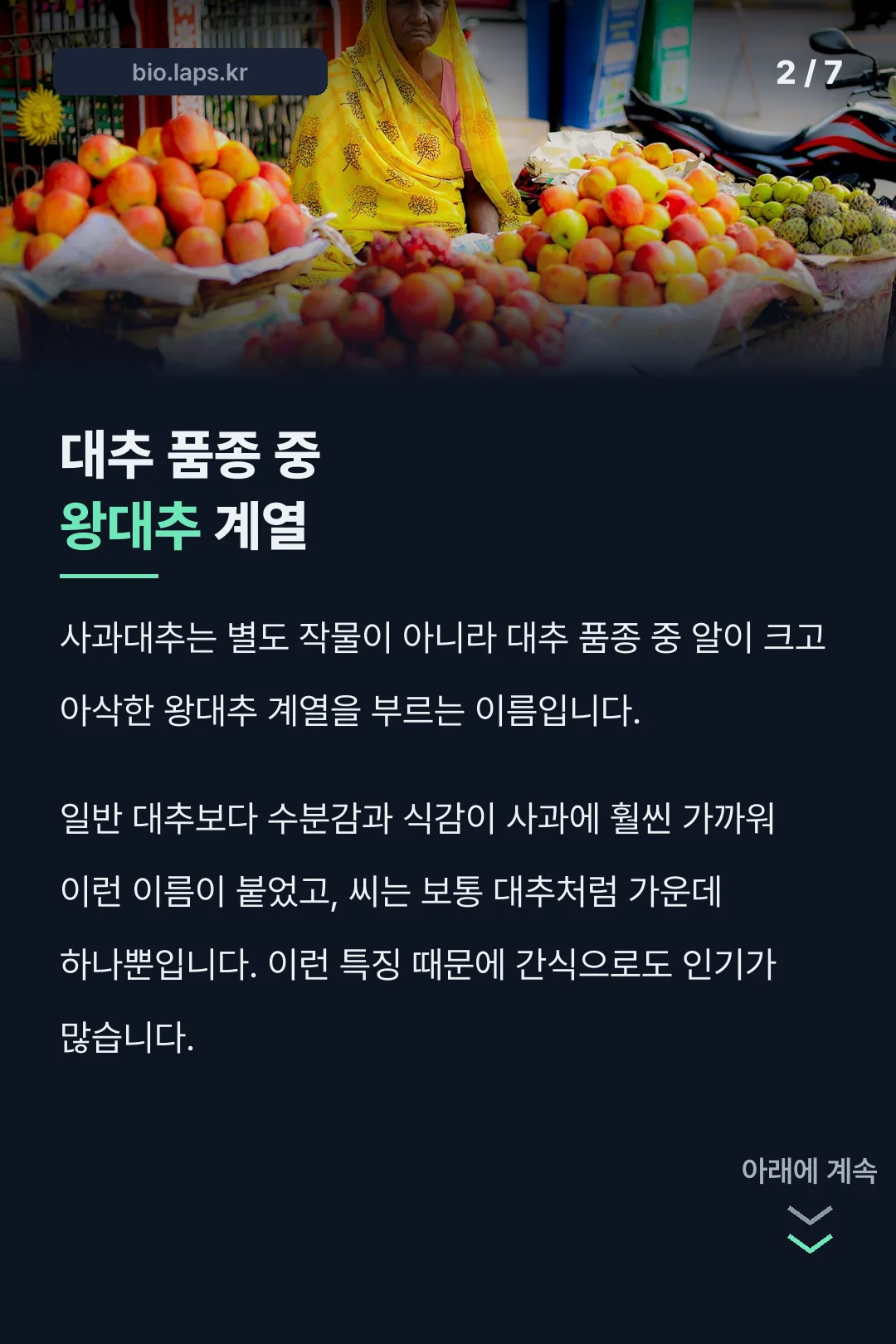 사과대추 정체 설명